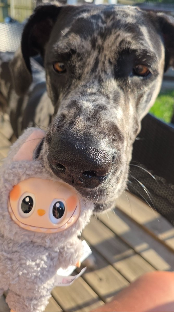 Randiieeeeee's tweet photo. How my dog feels about labubu https://t.co/RNArf045Ov