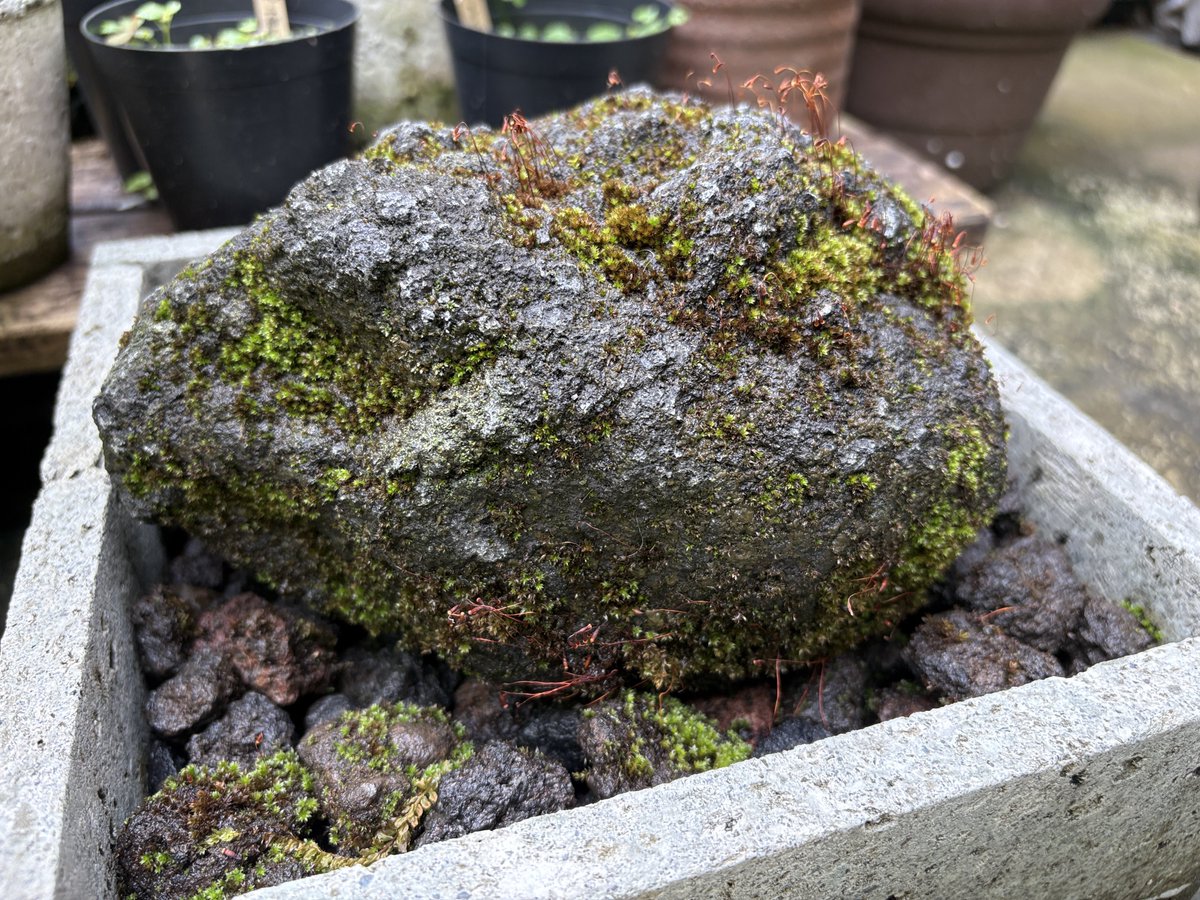 ishikokemusu1's tweet image. 苔のむすまで746日目
----
梅雨がない、梅雨がないって言いましたけれども。こんなにいっぺんに降らなくてもという雷雨でした。
コケが流れてしまわないか心配でしたが、健やかにしております。むしろいつもよりも元気そう。
