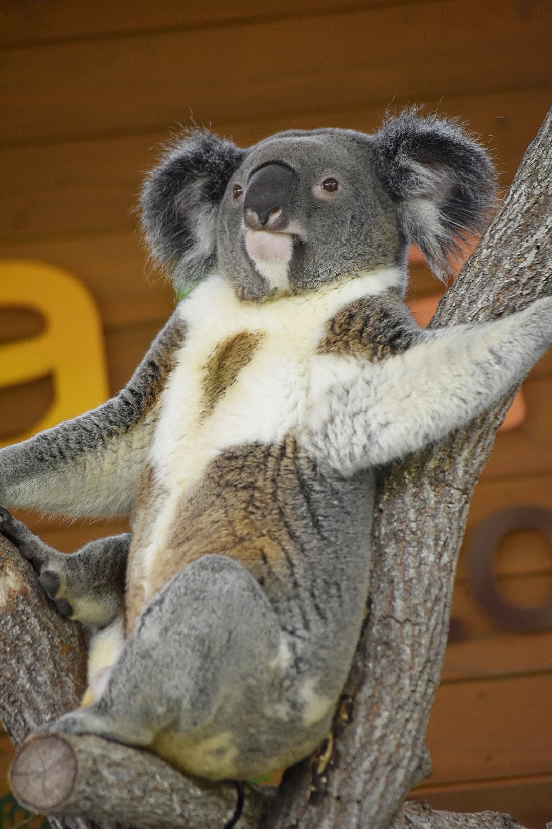 コアラ 🐨やしじゅん🐨コアラー(2025もコアラ年) | 父さんな、実はちい