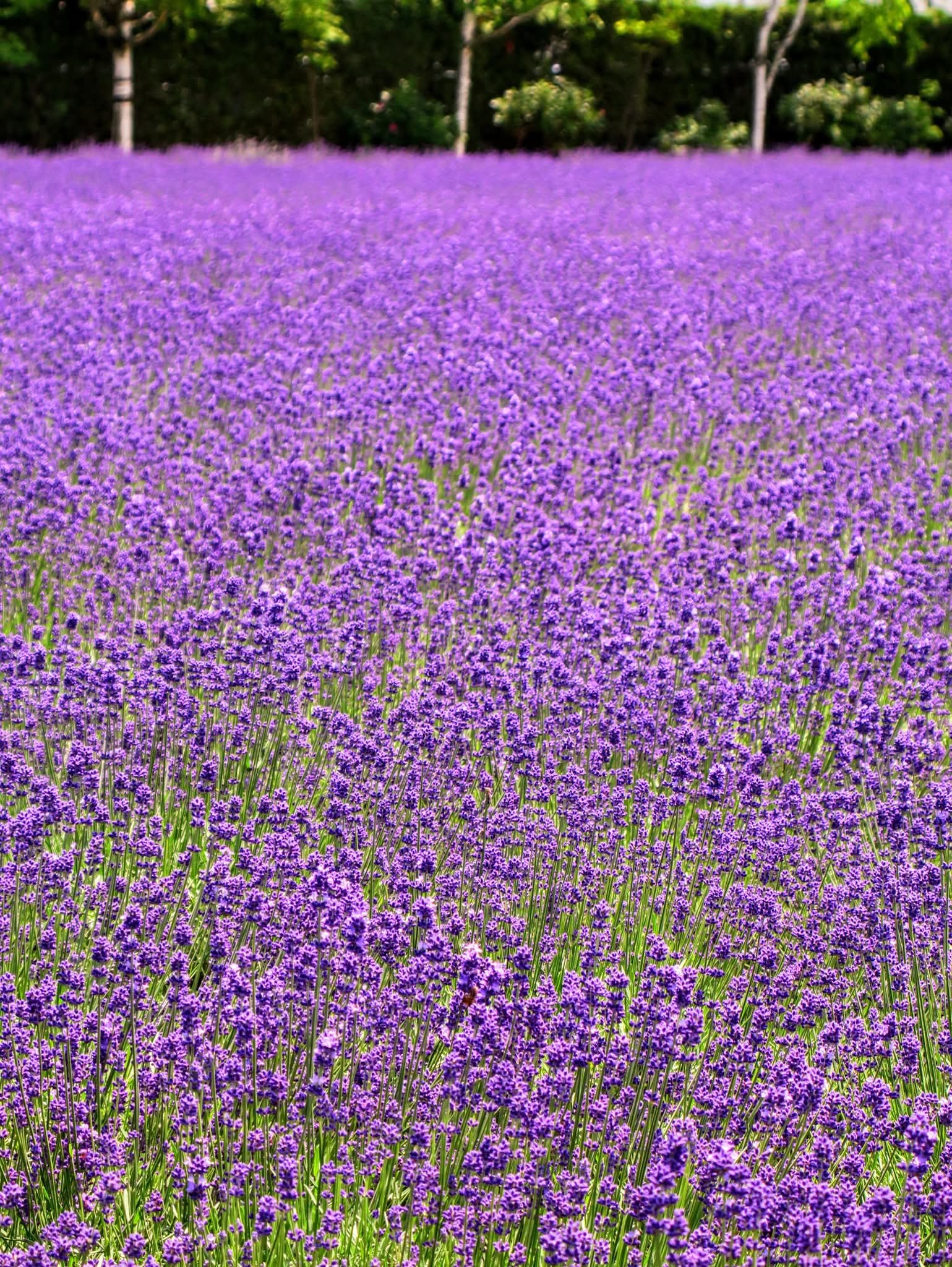 秋桜 on X: 