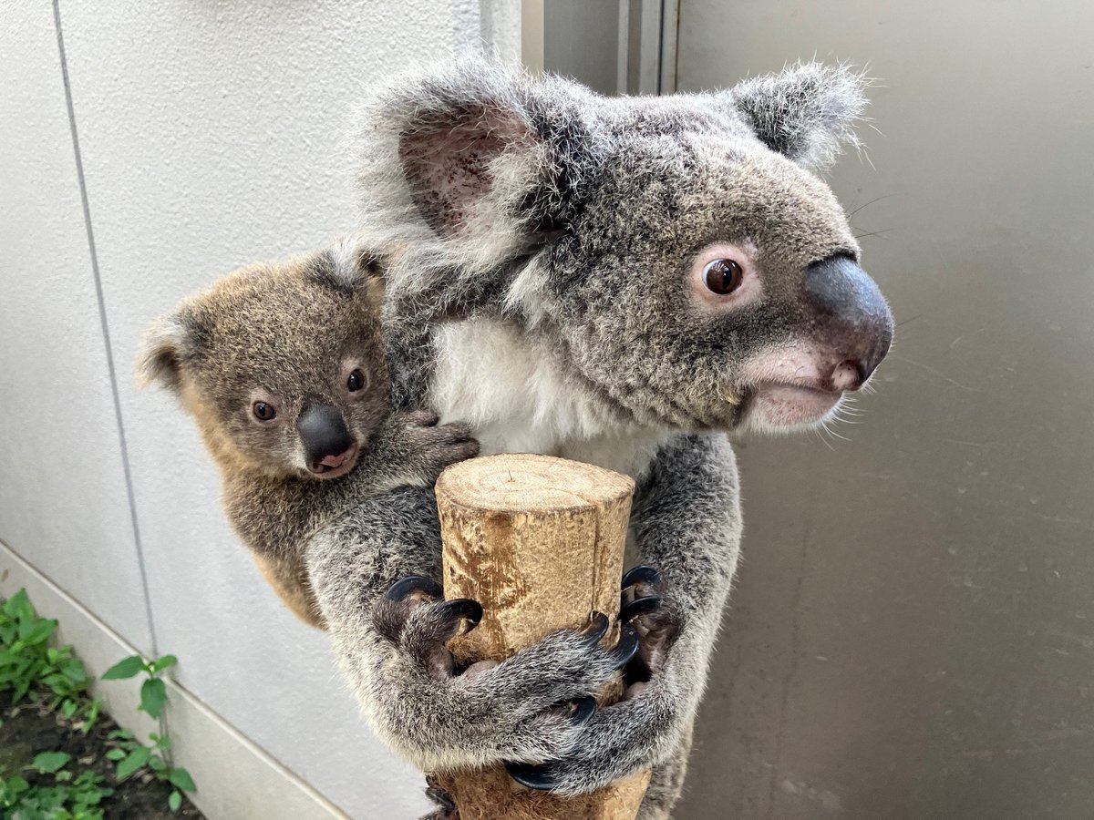 すごいコアラ！―飼育頭数日本一の平川動物公園が教えてくれる