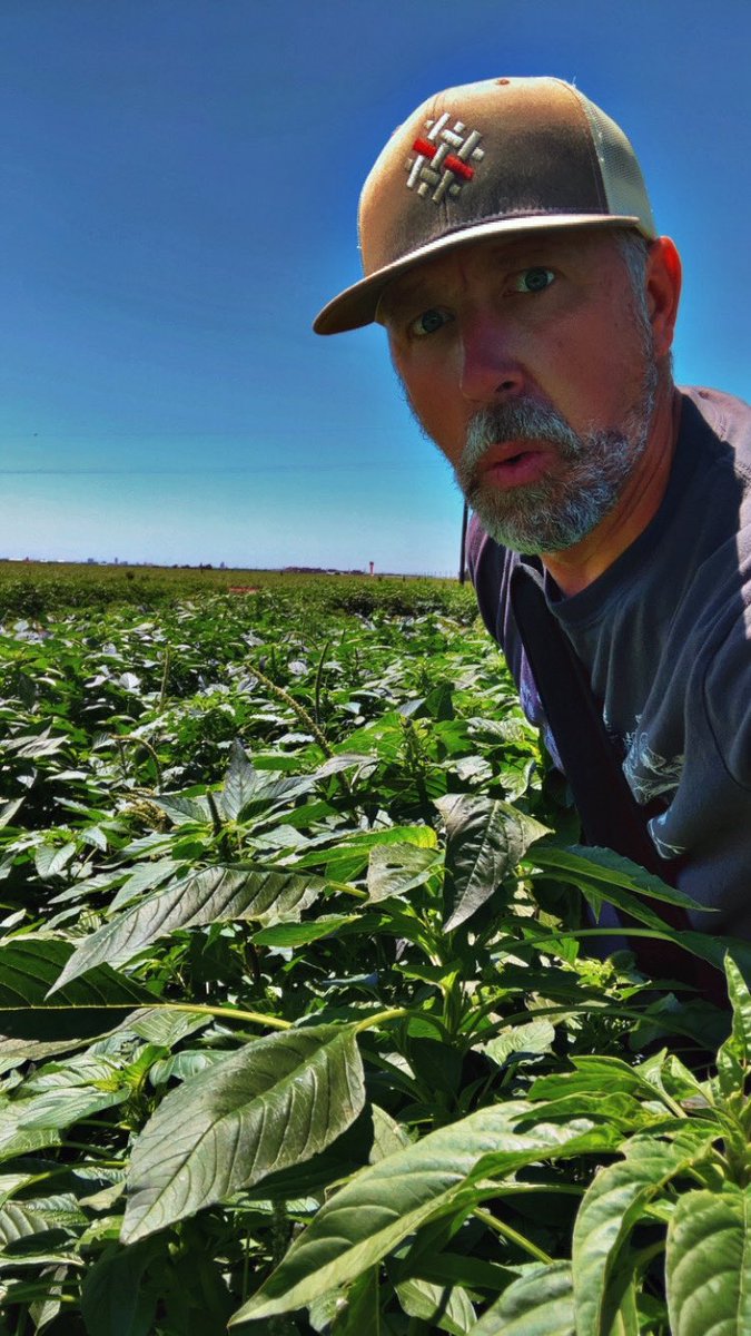 Adam Hixson (@hixsona) on Twitter photo Pigweeds, careless weeds, Palmer amaranth…whatever you want to call them…they are plentiful this year!!  Everytime it rains, here comes more! Pigweeds, careless weeds, Palmer amaranth…whatever you want to call them…they are plentiful this year!!  Everytime it rains, here comes more!