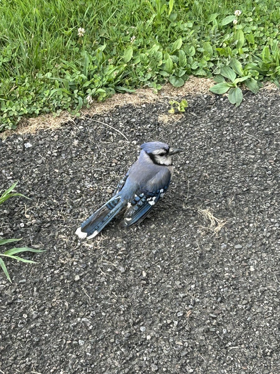 Tweet media one