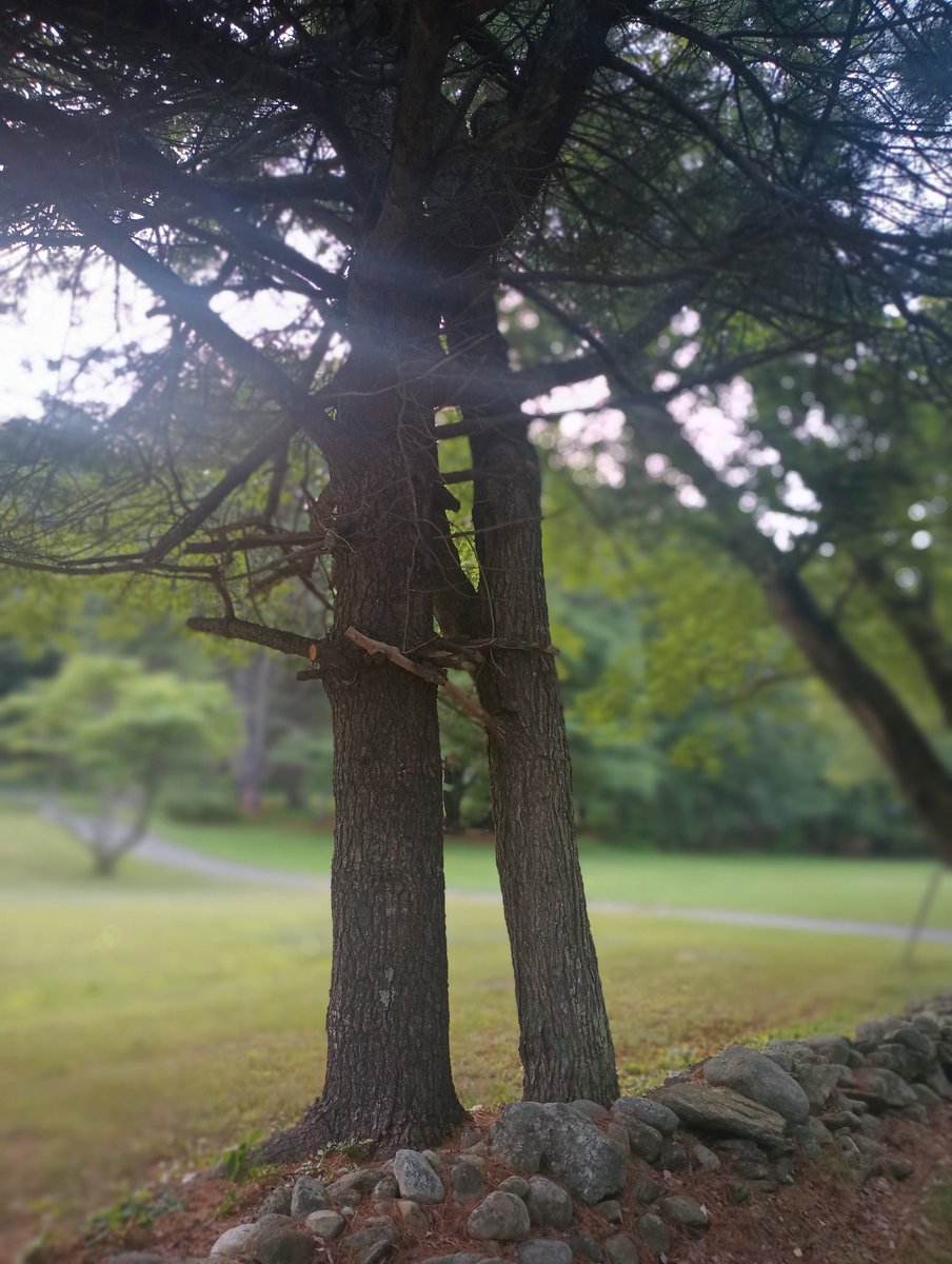jwoodworthtalks's tweet photo. Ground that shit. Even the trees are gittin' in on it 🤣💚👇 #treewisdom #grounding #goof https://t.co/kfXzjNausa