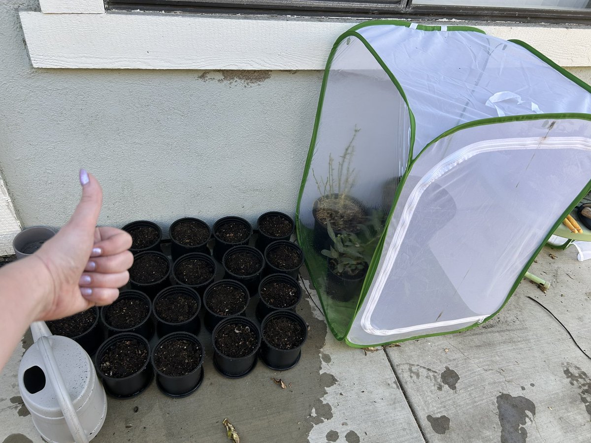 yep thats 20 pots of milkweed started for the expansion of "Caterpillar Chaos" farming

the stain on the net is from one of the cocoons bursting like a scene out of alien from a tachnid fly 😇😢