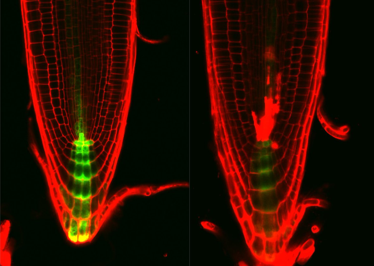 【研究成果】
DNAに傷を負った植物はホルモン情報を制御して幹細胞死を引き起こす
 〜植物がもつ長寿命性を支える制御メカニズムの解明に向けて〜
bsw3.naist.jp/research/index…
#奈良先端大 #NAIST