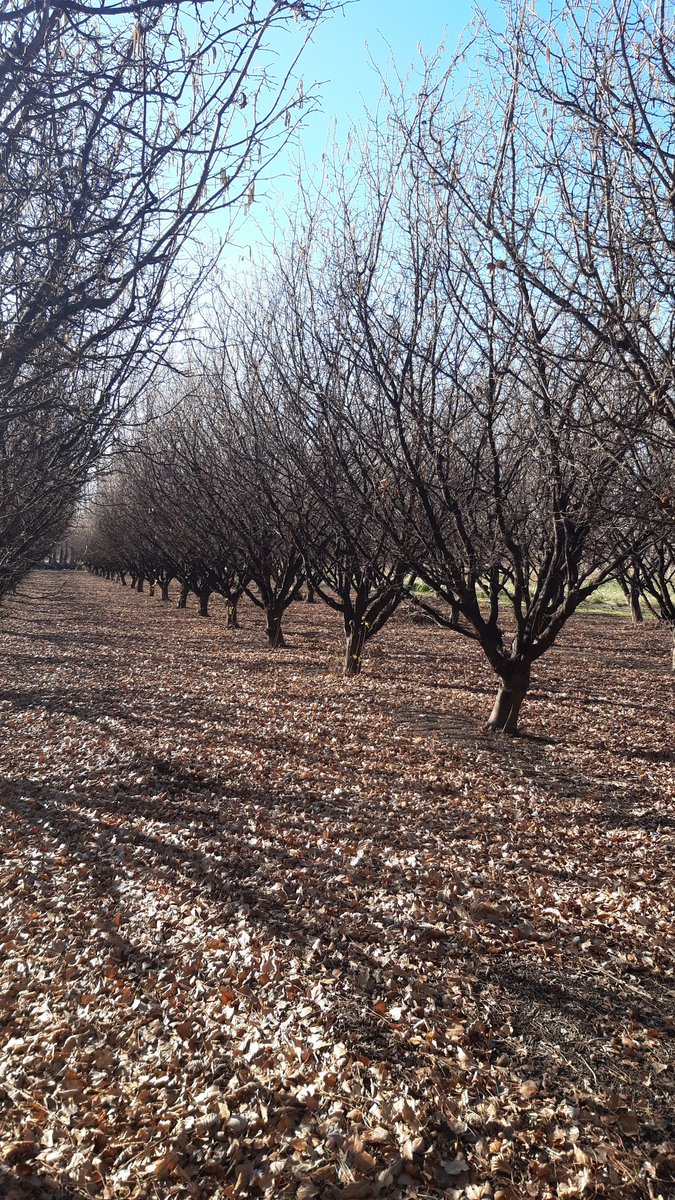 Planta rara  si las hay, que fisiología complicada, pero funciona así. Hoy visitamos la Experimejtal del INTA de Viedma. Les gusta su fruto? Es adictivo