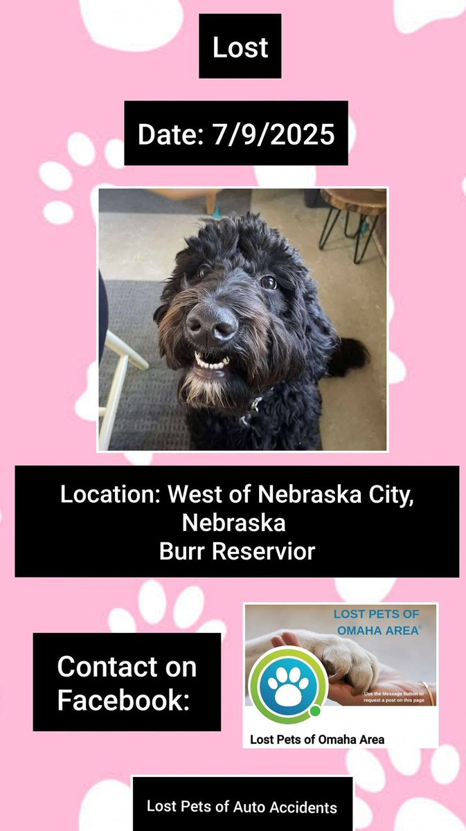 SistersInBiz's tweet photo. Need help finding a #lostdog Doodle involved in an auto accident
Black w a bit of white fur on her chest
50/70 lbs
Area: Just West of #NebraskaCity #Nebraska near Burr Reservior
Please message https://t.co/XXrpgW1hPY w any sightings 
Do not go to the area/search being coordinated https://t.co/Cn1FWRDAJV