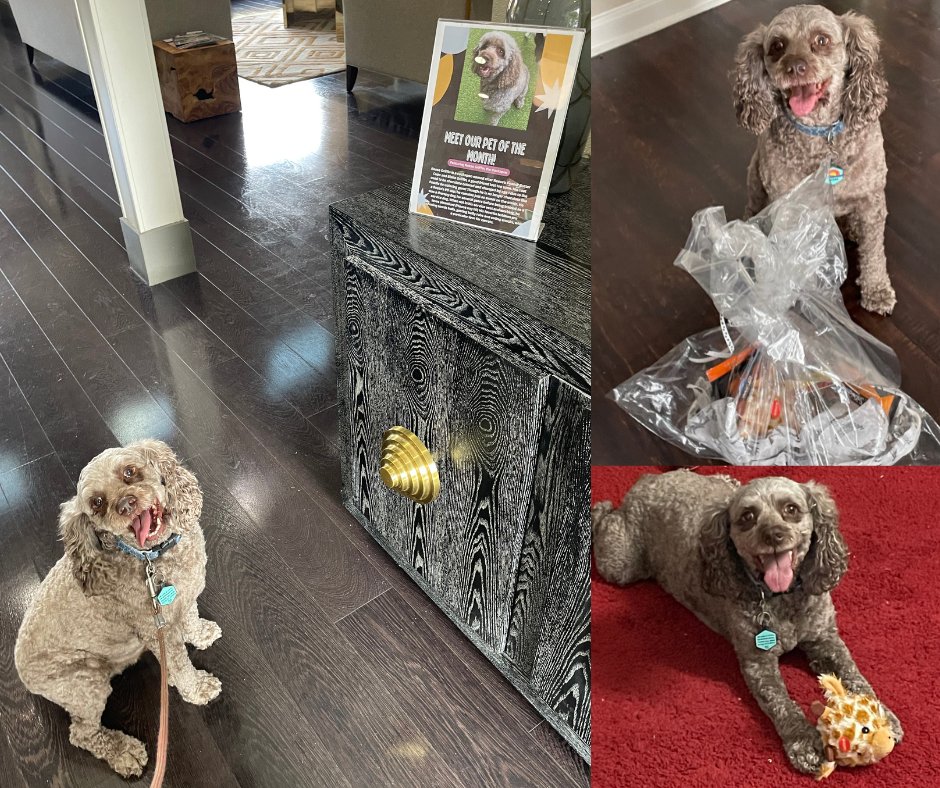 My dog is the Pet of the Month and beyond stoked about it 🥰😍