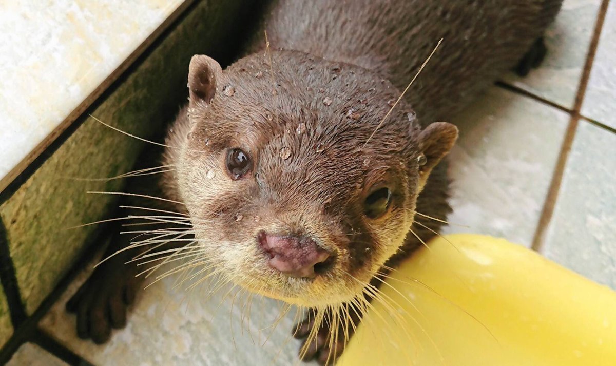 豚カワウソ！ Wave (ZENGWEIFU@) / X