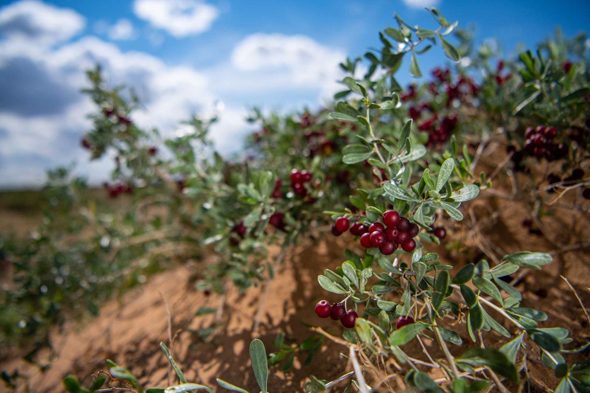 Ураг удмыг уламжлан өвлөж, гийнгоолж, хурайлан, уухайлсаар МОНГОЛ НААДАМ эхэллээ.
Цадиг түүхийг шастирлан үргэлжлүүлж, МОНГОЛ ТҮМЭН минь хүлгийн төвөргөөнд өндөлзөн, хүчтэний хийморьт сэргэн, оньчдын мэргэн харваанд огших МОНГОЛ НААДАМ эхэллээ. 
Сайхан наадаарай