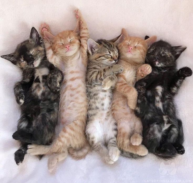 BunnieKat1962's tweet image. Goodnight..
Sleep Peacefully... 
Have Sweet Dreams of #kittens 
#cats 
#NationalKittenDay 

MeowOut...........