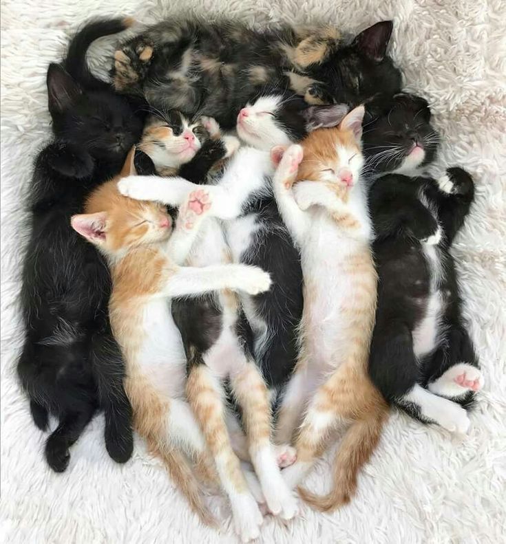 BunnieKat1962's tweet image. Goodnight..
Sleep Peacefully... 
Have Sweet Dreams of #kittens 
#cats 
#NationalKittenDay 

MeowOut...........