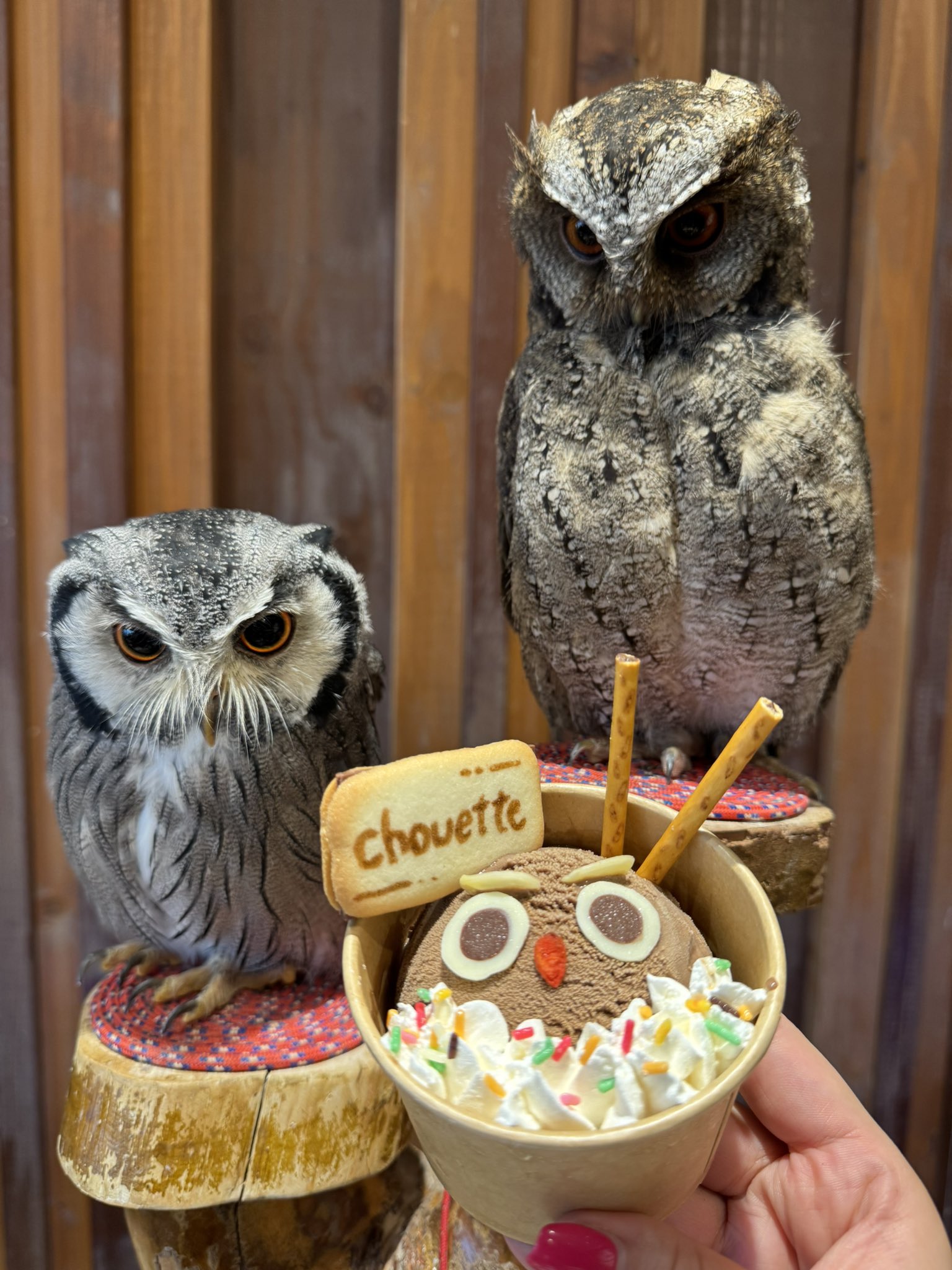 大阪心斎橋 フクロウカフェchouette（シュエット
