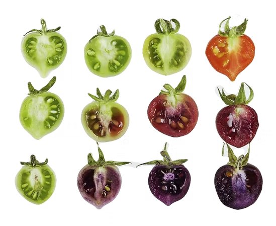 Americans get an average of 12 mg/day anthocyanins from their diet but really need 100-500 mg/day, to derive health benefits. A single serving of GMO Norfolk Purple Tomatoes™ delivers about this amount, roughly equivalent to a single serving of blueberries!