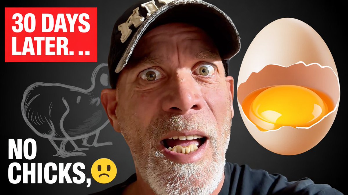 strumngrumbles's tweet image. 🐣 After 30 days of waiting... none of our eggs hatched. 😢
We talk about what went wrong — raccoons, roosters, and farm lessons learned.
PLUS: our biggest egg count yet? 🥚🥚🥚
🎥 Watch here → [search TY &quot;Grumbles Homestead Egg Hatch Fail&quot;]
#ChickenHatching  #FarmLife #EggCount