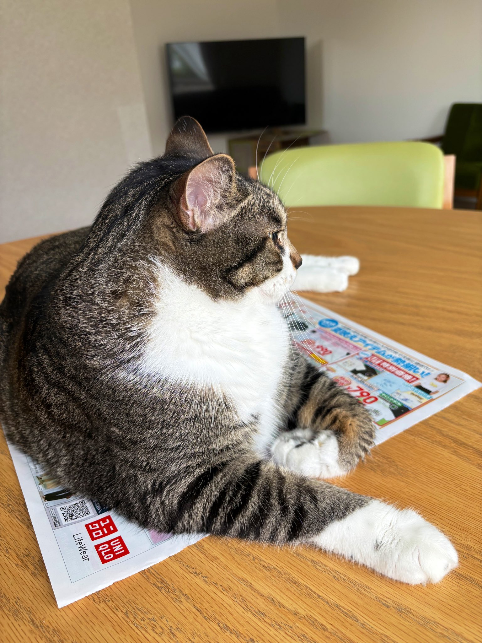 テレフォン猫⭐︎ テレフォン猫⭐︎ Amazon.co.jp: ZENIX DESIGN TECH iPhone14 用