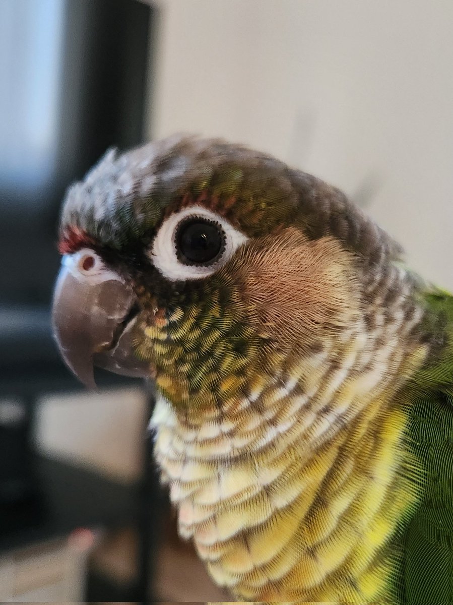 でもかぼすのことを思えば冬に壊れなくてよかったです🫶🏻︎鳥部屋のエアコンは動いてますし、かぼす本人も元気です☺️🌿