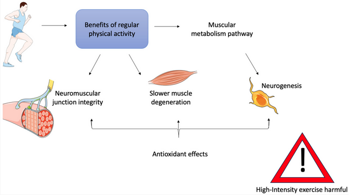 Muscles_MDPI's tweet photo. 🌍⚡ Research Alert🌱💡
📄 Title: The Role of Skeletal Muscle in Amyotrophic Lateral Sclerosis: State of the Art 2025 
by @Itseli92 
🔗 Read it here: https://t.co/O6XgpxQcXf
#muscle #neurodegenerative #disease #ALS https://t.co/ToPoz5x9IU