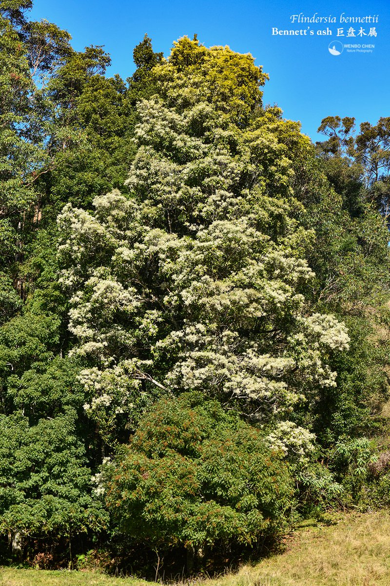 Wenbo77's tweet image. Bennett's ash (#Flindersia bennettii), a #Rutaceae tree endemic to the subtropical part of eastern Australia (QLD and NSW), is one of the few tree species that choose to flower in the middle of winter.
#floraofaustralia #巨盘木属 #芸香科 #Gondwanateamountain #冈瓦纳茶山