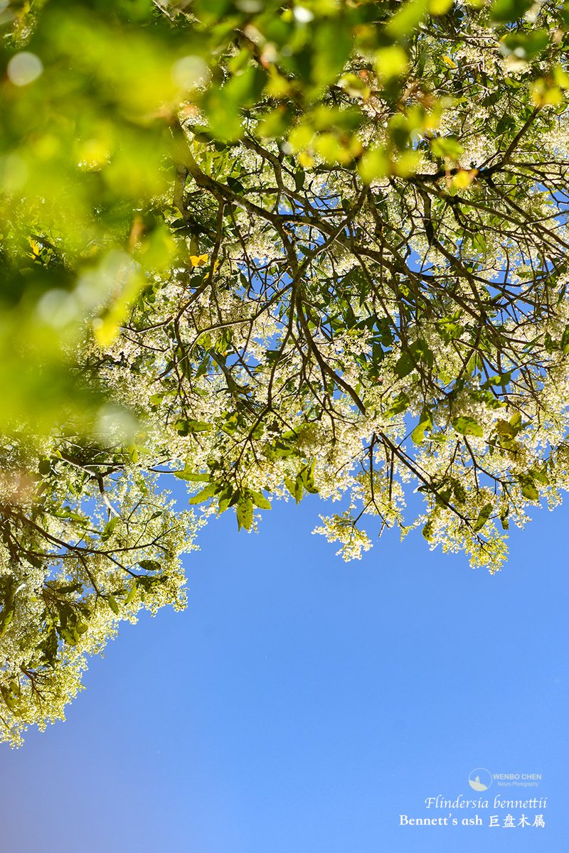 Wenbo77's tweet image. Bennett's ash (#Flindersia bennettii), a #Rutaceae tree endemic to the subtropical part of eastern Australia (QLD and NSW), is one of the few tree species that choose to flower in the middle of winter.
#floraofaustralia #巨盘木属 #芸香科 #Gondwanateamountain #冈瓦纳茶山
