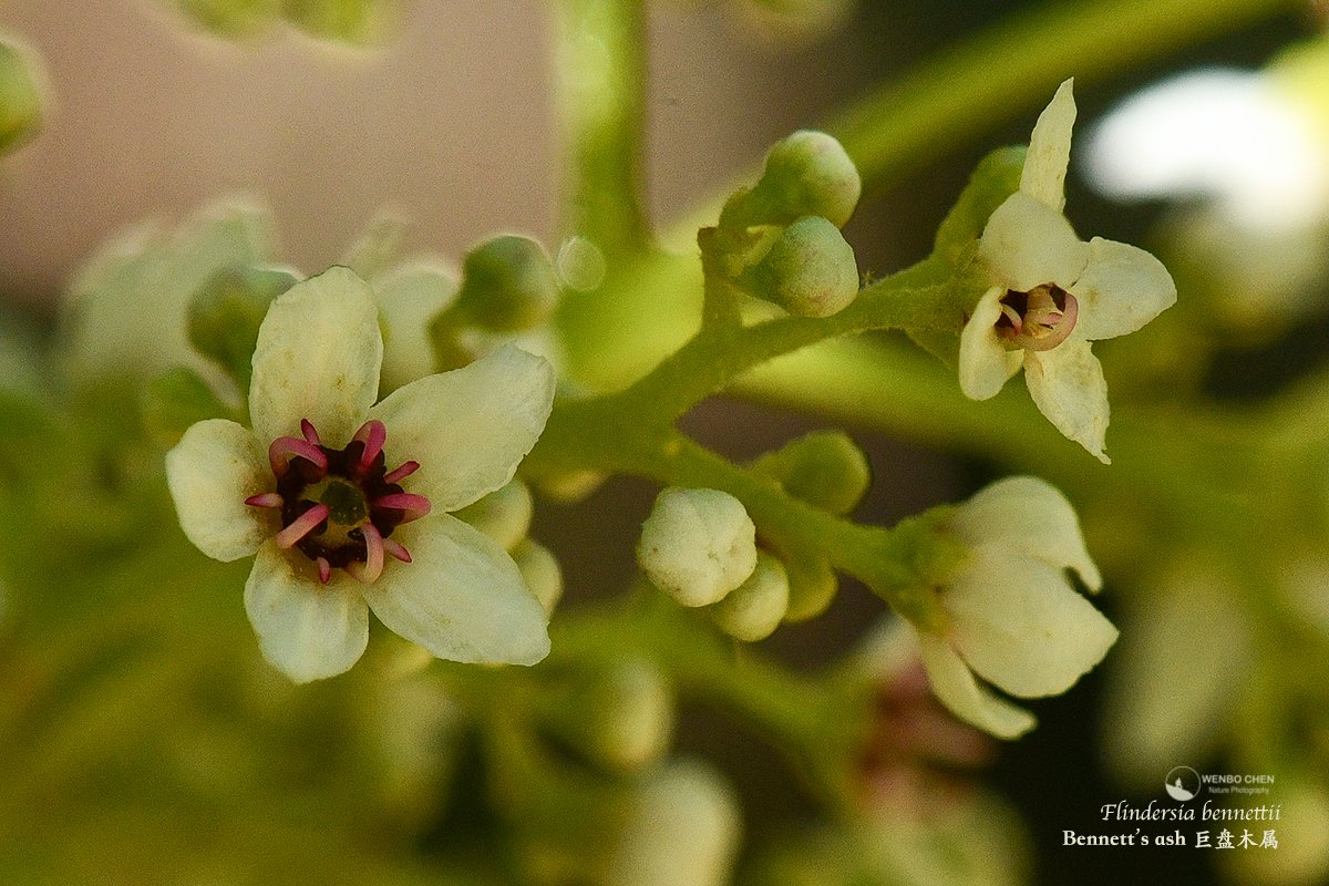 Wenbo77's tweet image. Bennett's ash (#Flindersia bennettii), a #Rutaceae tree endemic to the subtropical part of eastern Australia (QLD and NSW), is one of the few tree species that choose to flower in the middle of winter.
#floraofaustralia #巨盘木属 #芸香科 #Gondwanateamountain #冈瓦纳茶山