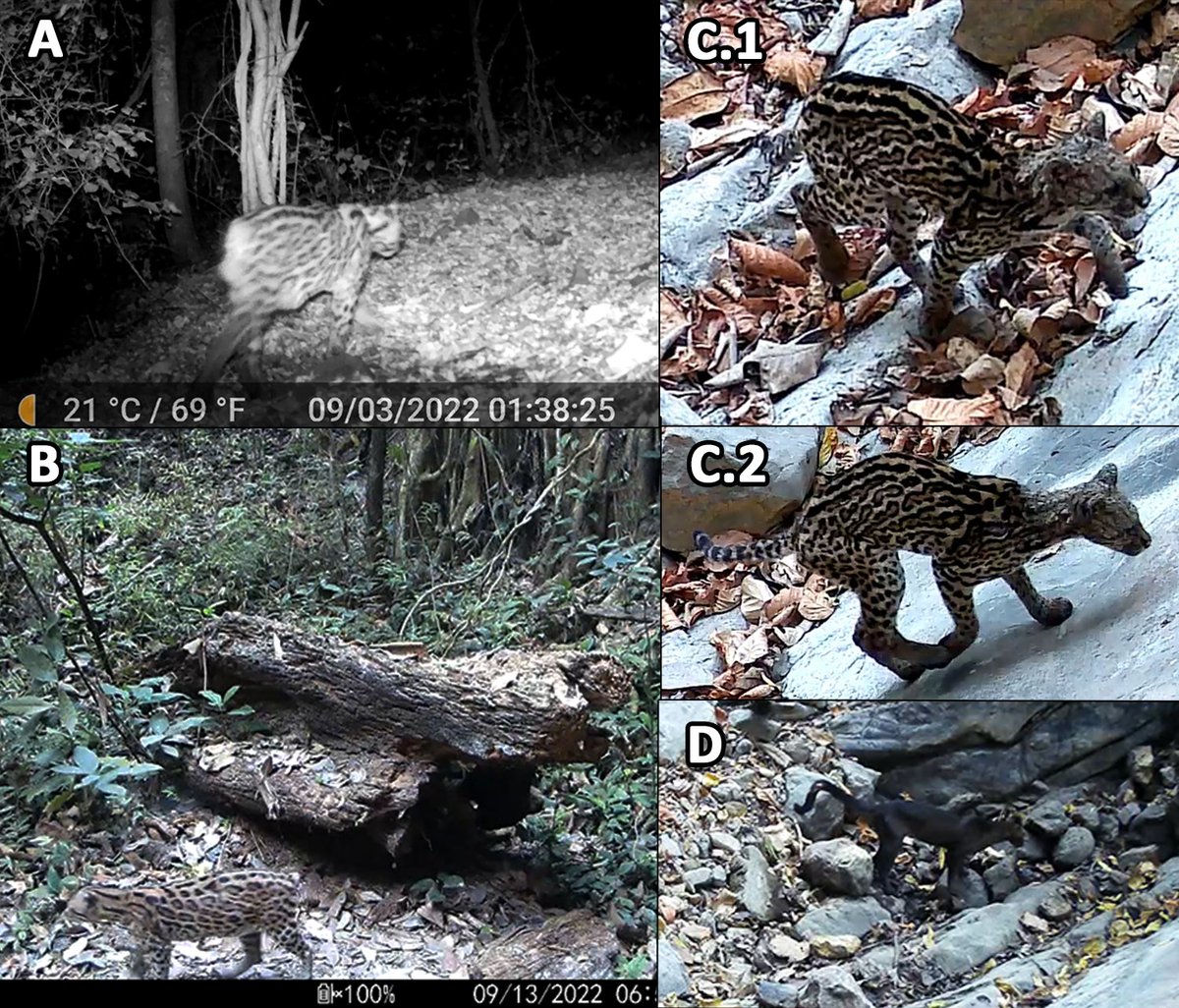 Ha sido publicada una reciente nota científica sobre “Anormalidades en dos especies de felinos en el BP Cerro Blanco, Guayas, Ecuador” en el número 7 de Mammalia aequatorialis, The Ecuadorian Journal of Mammology.

A continuación compartimos el enlace: mammalia-aequatorialis.org/index.php/bole…