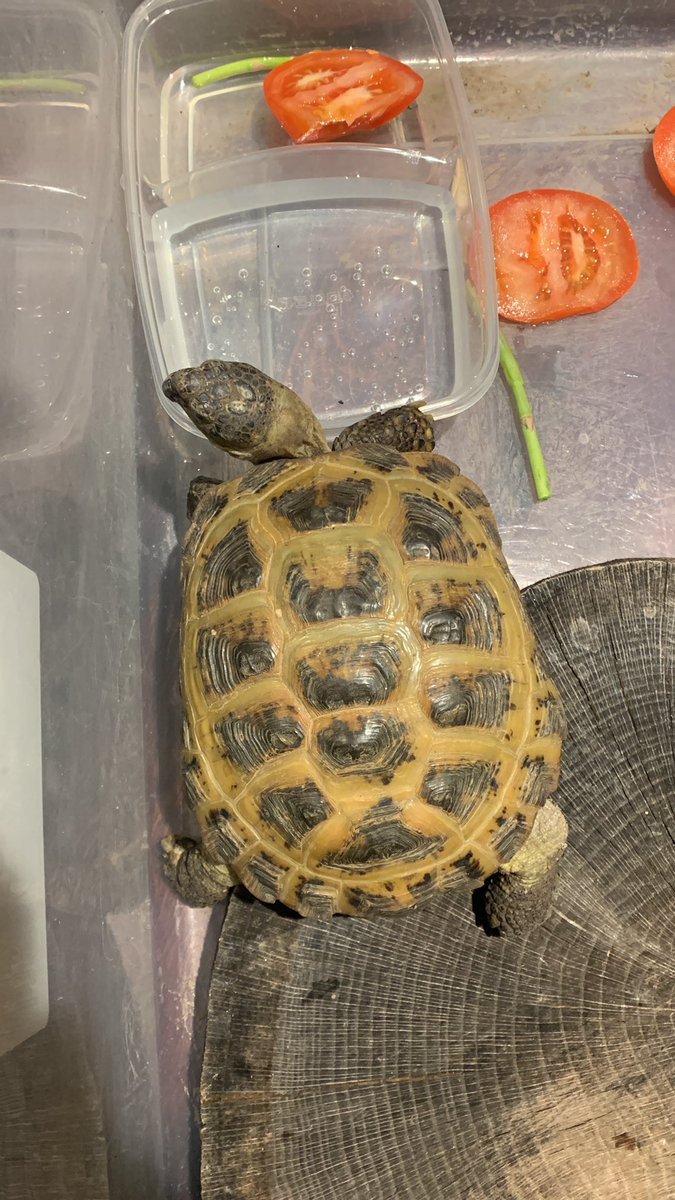 StendoDwayne's tweet photo. Anyone know what kinda tortoise this is? His name is Slive Francis Gilliam (SFG for short). https://t.co/RKpDfXOyFG