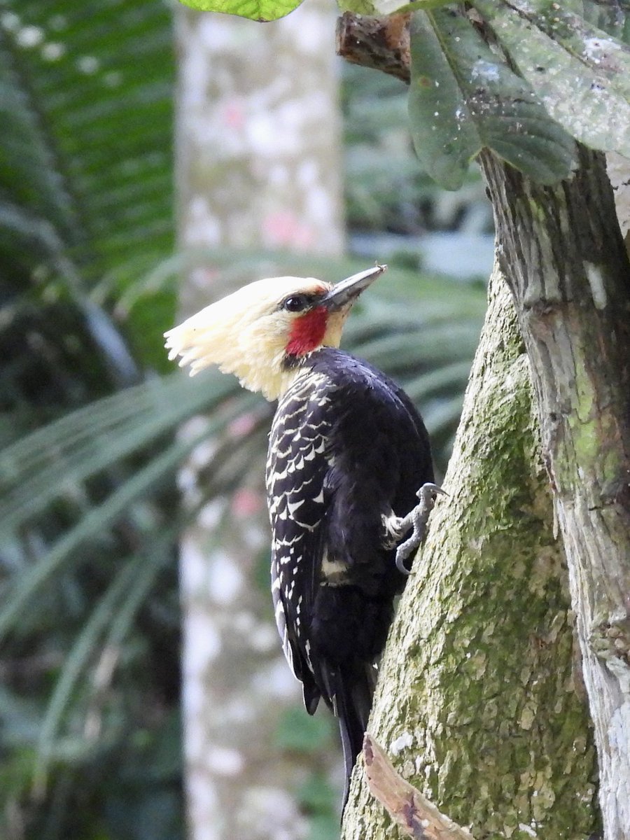 Our last morning gave us Surucua Trogon, Yellow-Fronted Woodpecker, Red-ruffed Fruitcrow &amp; Blond Crested Woodpecker. Other highlights were a male Festive Coquette, Black &amp; White Hawk Eagle, White-shouldered Fireeye. A great end to a great trip