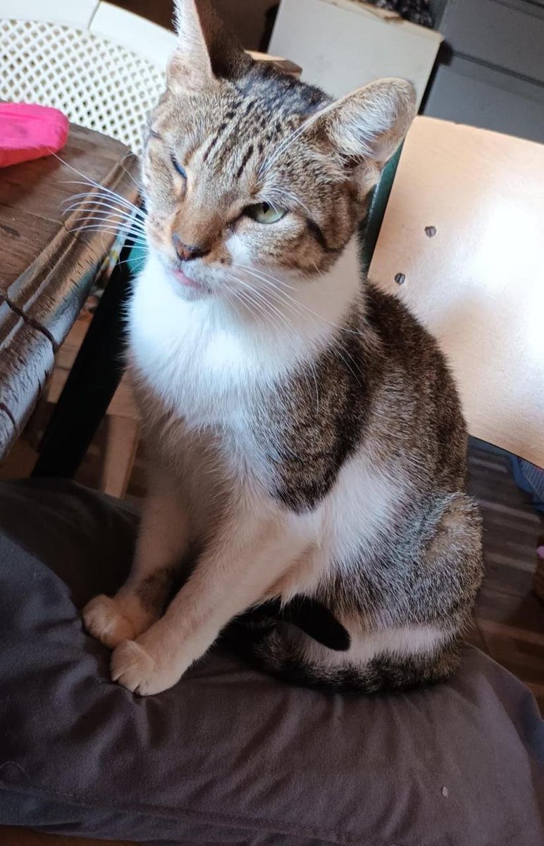 Son 2 gatitas que rescatamos de una villa de Tigre.
Ya fueron castradas, pero siguen deambulando por ahí y se merecen otra vida.
Por demás cariñosas.
📲ALICIA - 11 5050-7763
NOS AYUDAS COMPARTIENDO SU FOTO?
ZONA TIGRE.
⬇️