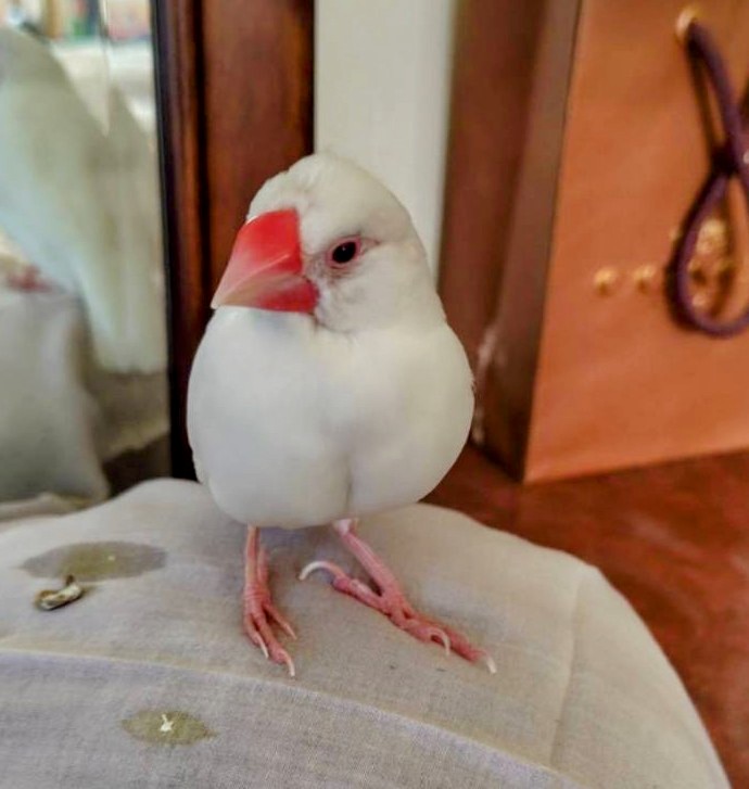 yukaringo0824's tweet image. #文鳥 #白文鳥 #白い鳥 #迷い鳥 #文鳥迷子 #保護文鳥 #文鳥保護 #迷子文鳥 #迷子白文鳥 #大田区 #世田谷区 #品川区 #洗足池 #東京科学大学 #拡散希望
7月9日昼過ぎ、白文鳥が洗足池〜東京科学大学の間の我が家から飛び出しました。

見つけた方は田園調布警察0337220110　又は交番へお願いします