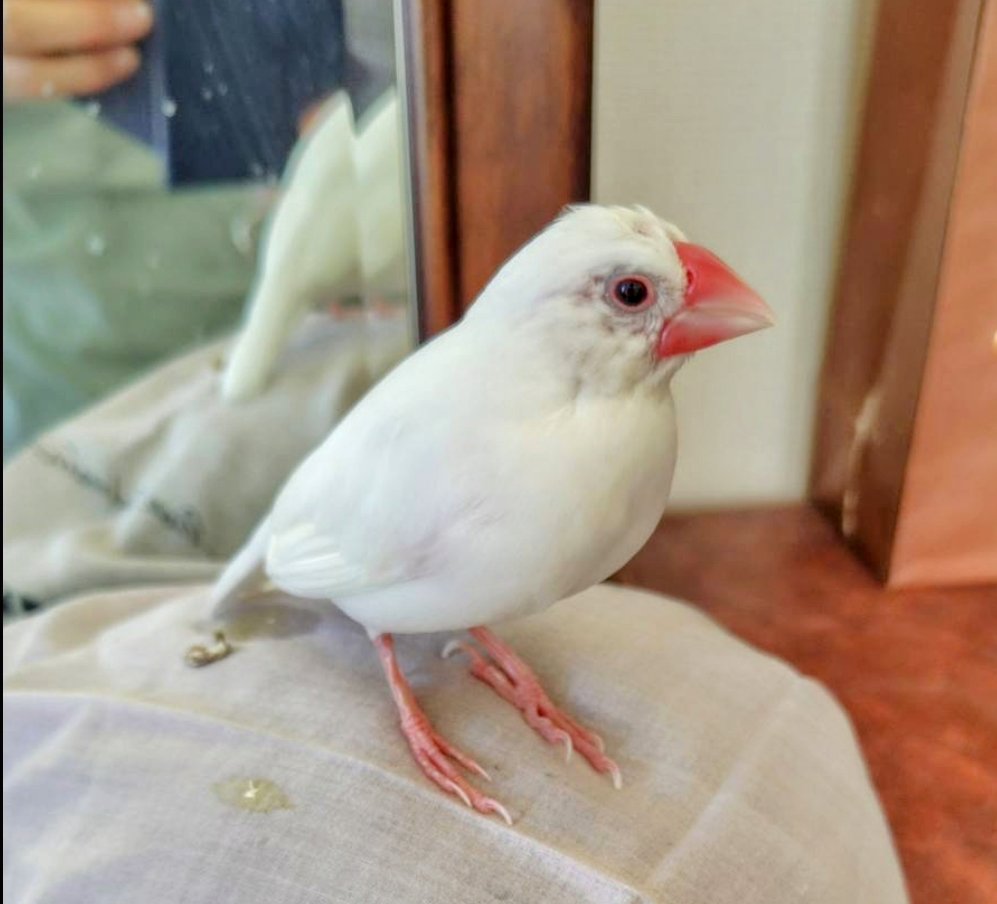 yukaringo0824's tweet image. #文鳥 #白文鳥 #白い鳥 #迷い鳥 #文鳥迷子 #保護文鳥 #文鳥保護 #迷子文鳥 #迷子白文鳥 #大田区 #世田谷区 #品川区 #洗足池 #東京科学大学 #拡散希望
7月9日昼過ぎ、白文鳥が洗足池〜東京科学大学の間の我が家から飛び出しました。

見つけた方は田園調布警察0337220110　又は交番へお願いします
