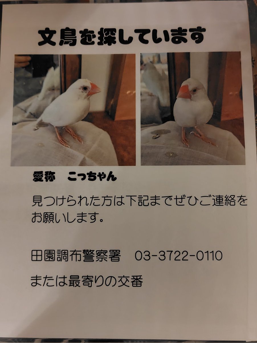 yukaringo0824's tweet image. #文鳥 #白文鳥 #白い鳥 #迷い鳥 #文鳥迷子 #保護文鳥 #文鳥保護 #迷子文鳥 #迷子白文鳥 #大田区 #世田谷区 #品川区 #洗足池 #東京科学大学 #拡散希望
7月9日昼過ぎ、白文鳥が洗足池〜東京科学大学の間の我が家から飛び出しました。

見つけた方は田園調布警察0337220110　又は交番へお願いします