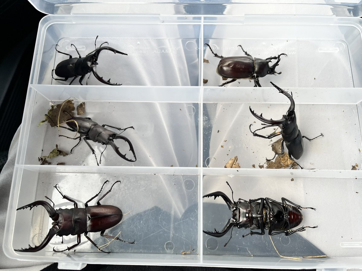 雨上がりの採集サイコー！😆💕
小一時間も採集してたらしいけど、タイムスリップしたのかな？ってぐらい、あっという間だった😆

【昆虫ショップ 虫どん】
7月11日(金)営業時間10:00〜18:00

#昆虫ショップ
#虫どん
#鹿児島県
#枕崎市
#クワガタ
#カブトムシ