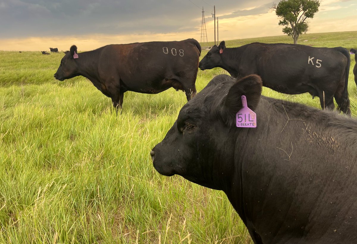 Herd Bull 𝗗𝗩𝗔𝗥 𝗟𝗶𝗯𝗲𝗿𝗮𝘁𝗲 just chillin’ 

008 cow = Growth Fund daughter with a fancy bull calf on the ground sired by Liberate