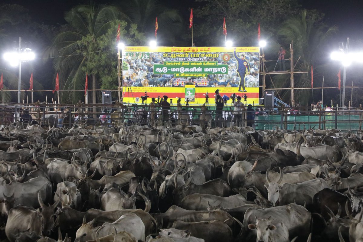 Seeman4TN's tweet image. "மேய்ச்சல் நிலம் எங்கள் உரிமை!" என்ற முழக்கத்தோடு, நாம் தமிழர் கட்சியின் உழவர் பாசறை சார்பாக 10-07-2025 அன்று மதுரை விராதனூரில் ஆயிரக்கணக்கான ஆடு-மாடுகளுடன் பேரெழுச்சியாக நடைபெற்ற ஆடு-மாடுகளின் மாநாட்டில் பேசும் திறனற்ற நம் செல்வங்களான ஆடு-மாடுகளின் சார்பாக உரிமையுரையாற்றியபோது,…