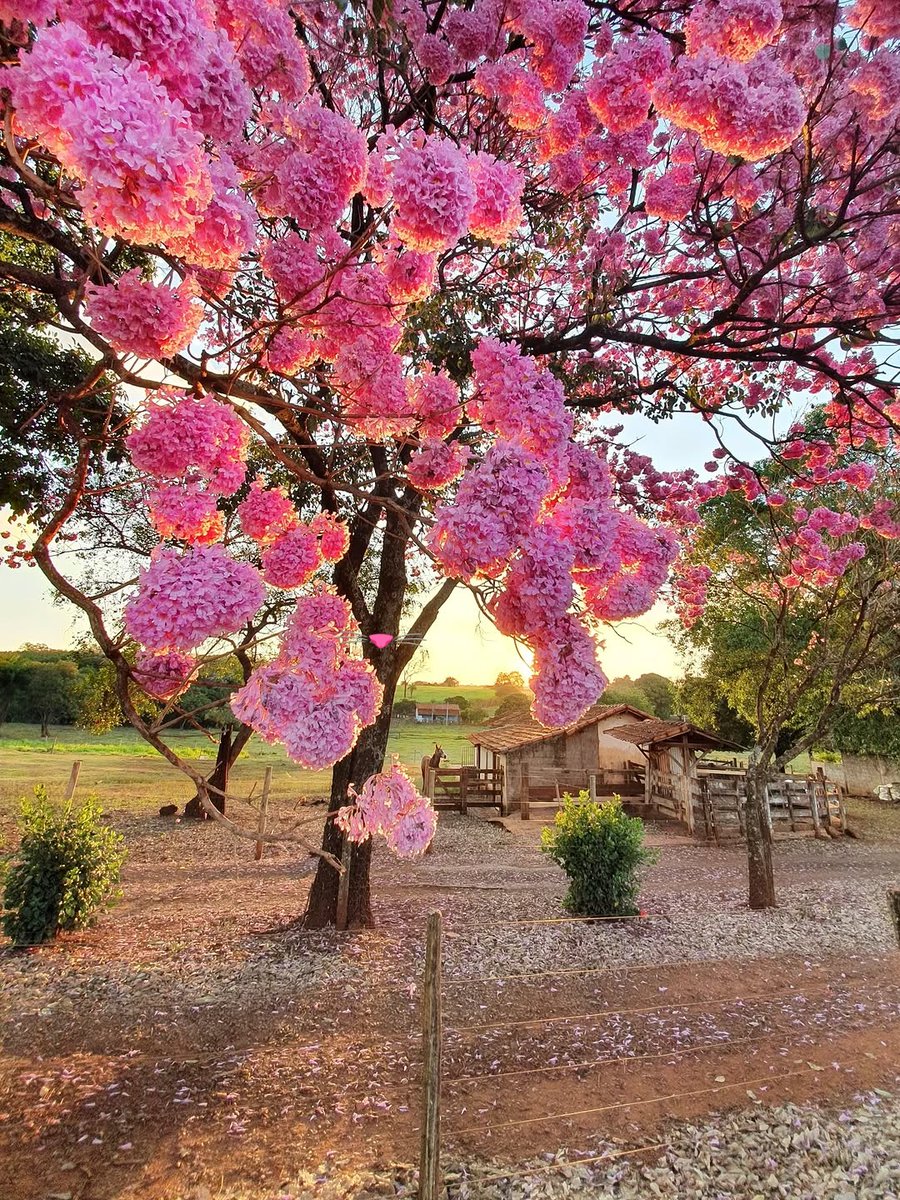 Blessed Friday to all 🩷
Pinterest 📷