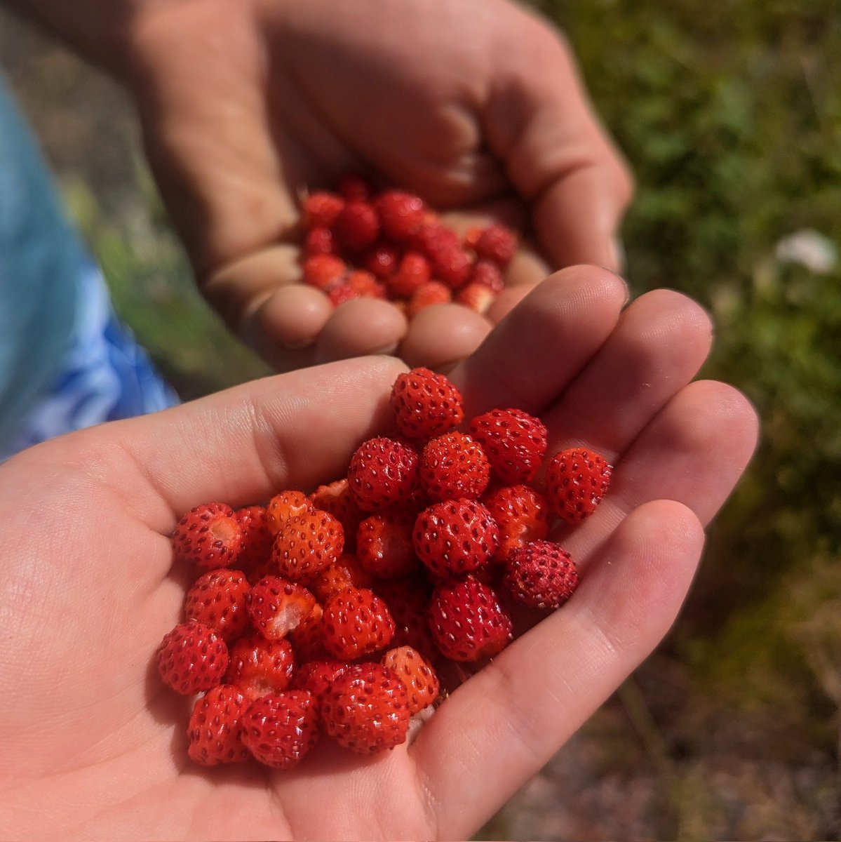 The woods have given us a bountiful harvest 🍓🍓🍓