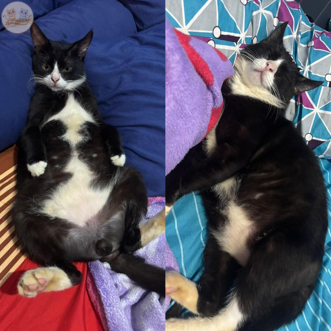 KochengFess v2 tweet media