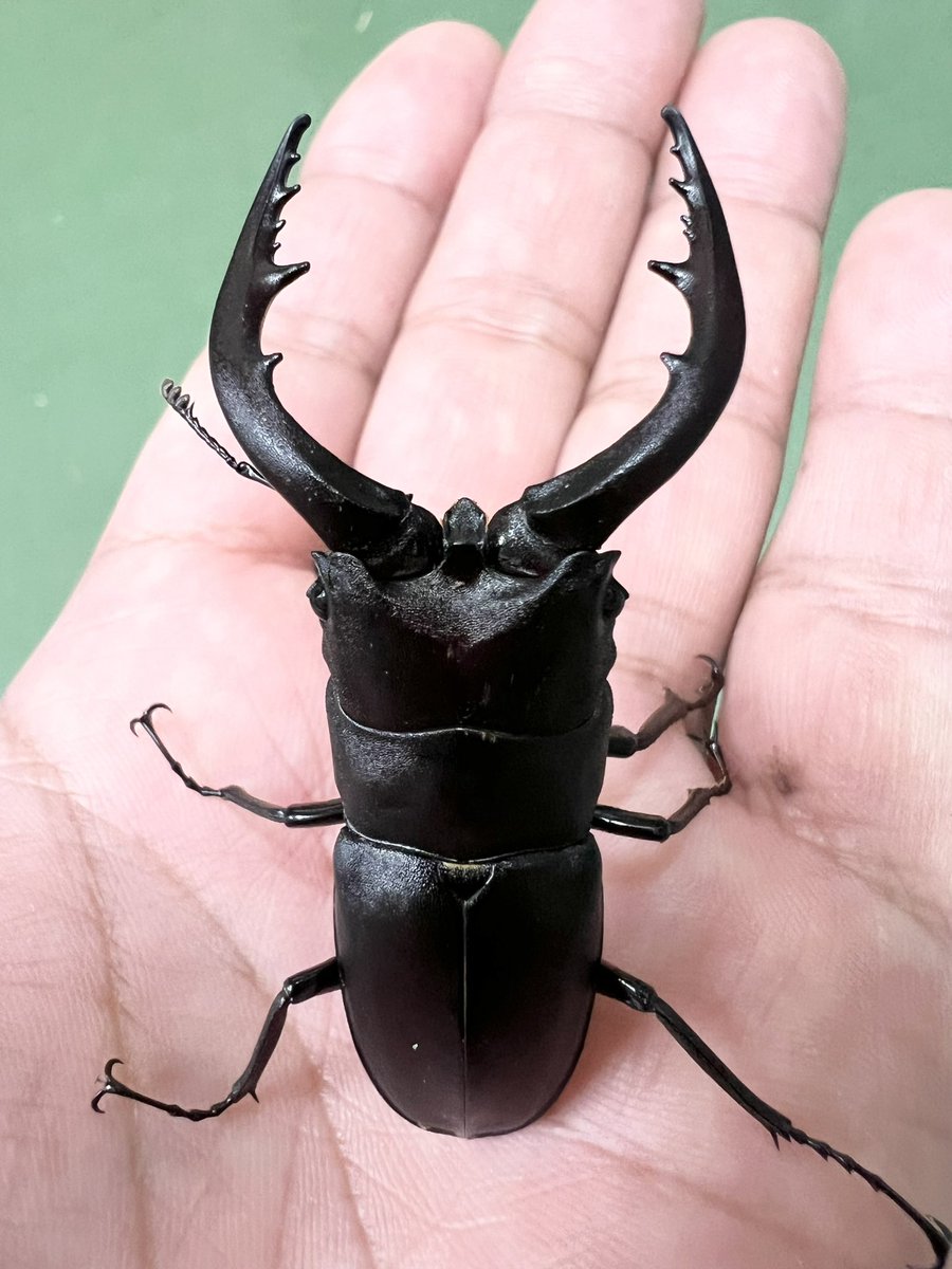 【本日の営業時間】

♦︎7月11日（金）午前10時〜18時

朝採集。
"火之神"産ノコ。
枕崎でこのクラス（画像1）は初。超特大。

#虫どん
#鹿児島県枕崎市
#火之神町