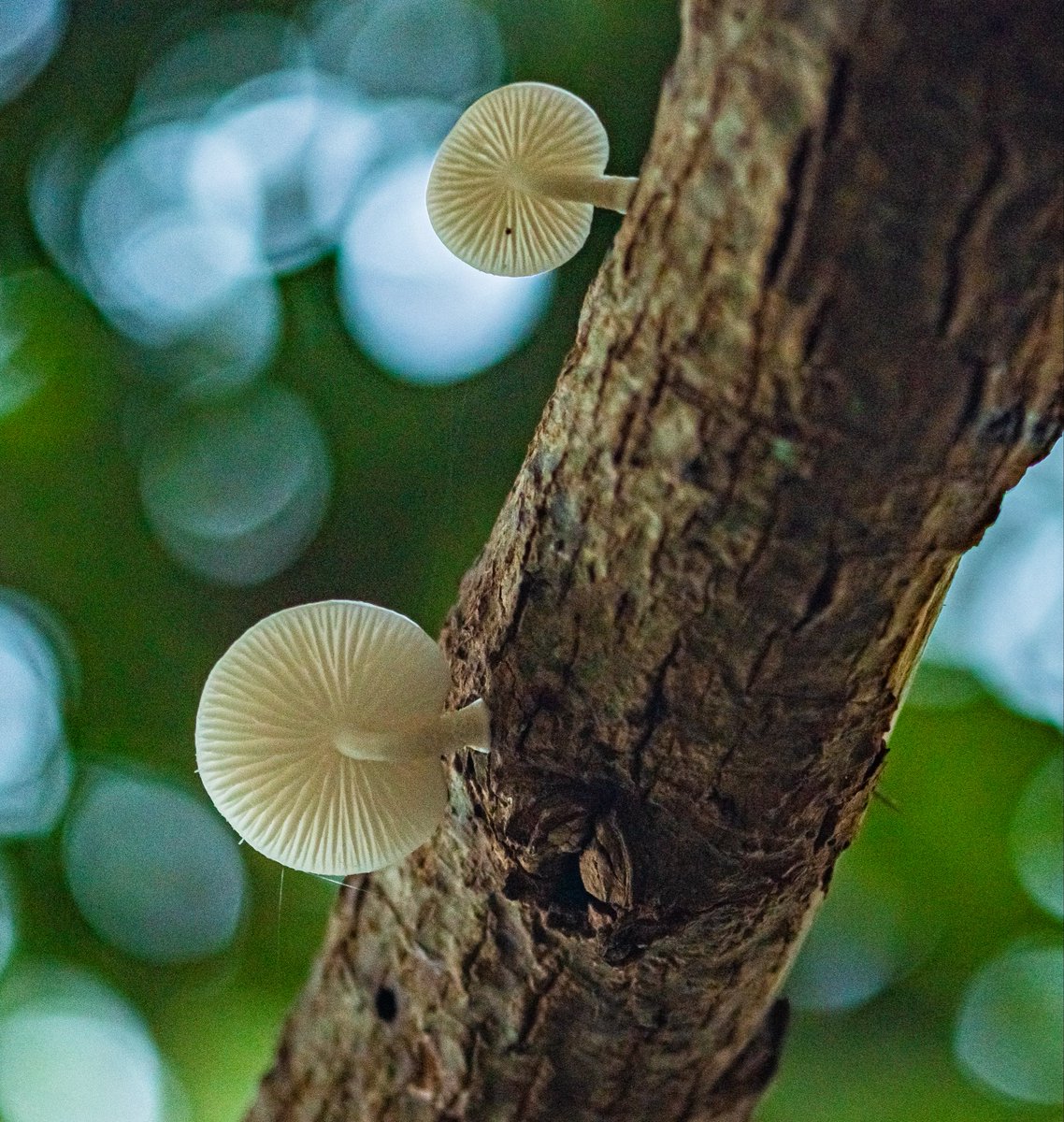The mangoes were all gone, but Mycena was waiting for us.