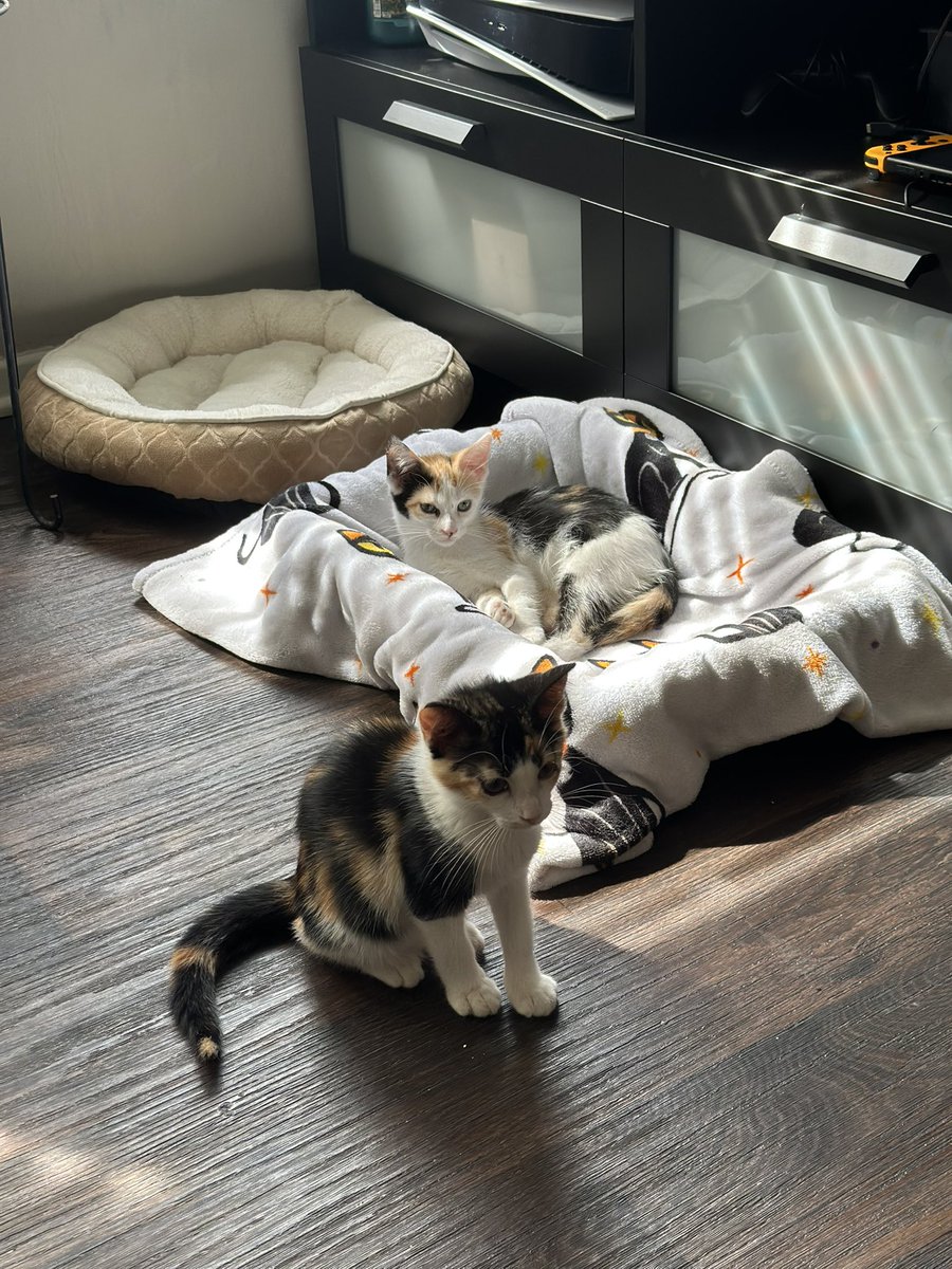 rach_x23's tweet photo. we adopted 🩷🩷🩷 https://t.co/VEZQgz7QYm