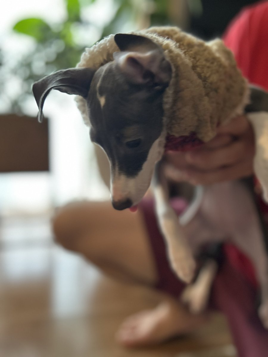 *gomafish*さんのネックウォーマー届いた
可愛い中がふわふわ〜
秋冬に使う
エル暴れて写真撮れないし、しょぼん顔が写った😂