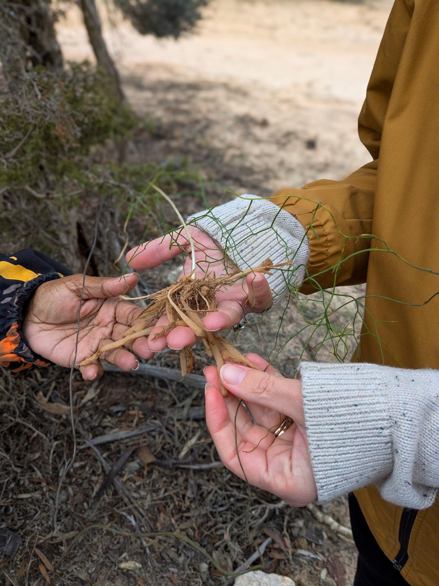 This #NAIDOCWeek, the NESP Resilient Landscapes Hub celebrates strong partnerships with Indigenous communities.

Guided by our Indigenous Advisory Panel, we co-design research that respects cultural authority, knowledge sovereignty &amp; shared goals for Country. 🌿🤝 

#NAIDOC2025