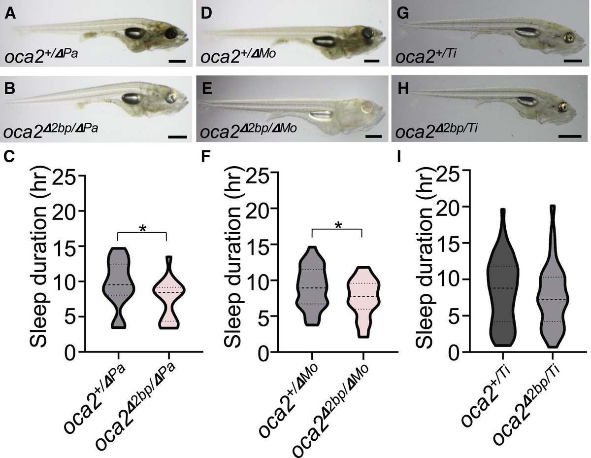 HCRimaging's tweet image. #onlywithHCR: Unraveling Evolution in the Dark—Genetic Links Between Sleep and Albinism in Cavefish 🐟
In a remarkable study of evolutionary biology, O’Gorman et al. explored how multiple traits evolve in tandem in Astyanax mexicanus. Surface-cave F2 hybrids revealed a…