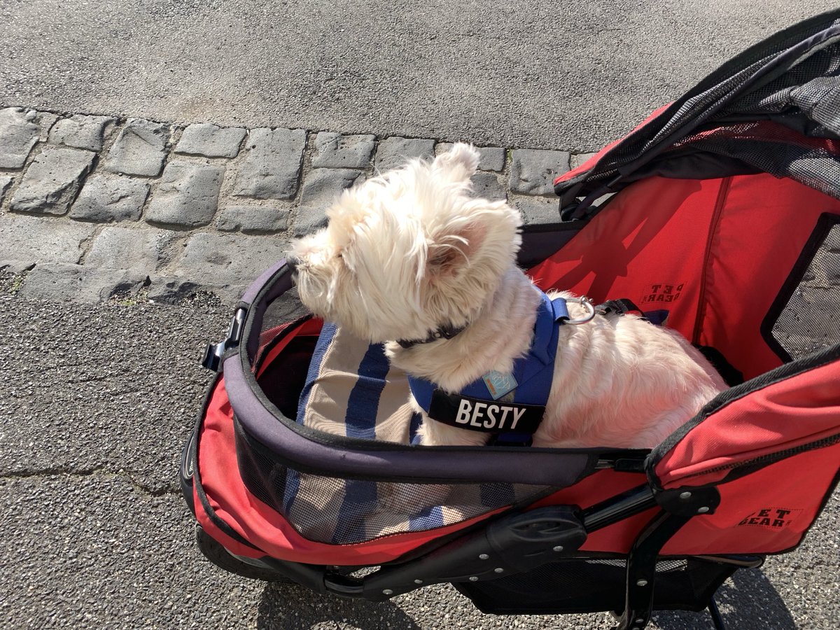 HAPPY BIRTHDAY to Me. in my new “city” coach, and sitting waiting to be spoiled with a sweet treat🎂, already snaffled 🥓🍳…yum tum💋