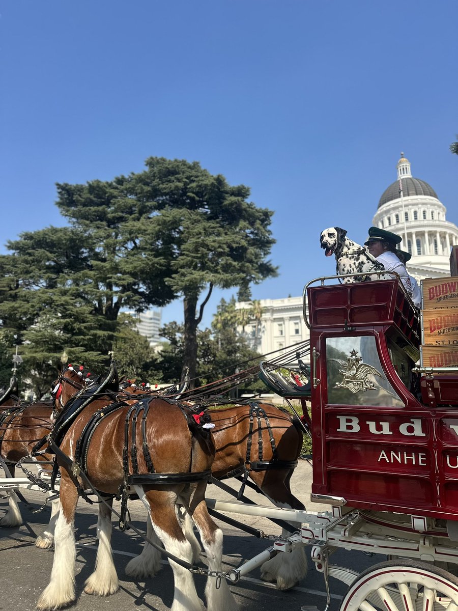 MayorMcCarty's tweet image. The iconic Budweiser Clydesdales (@BudweiserHorse) visited Sacramento today, making stops at the State Capitol and @SutterHealth Park!
Can you "spot" their mascot?