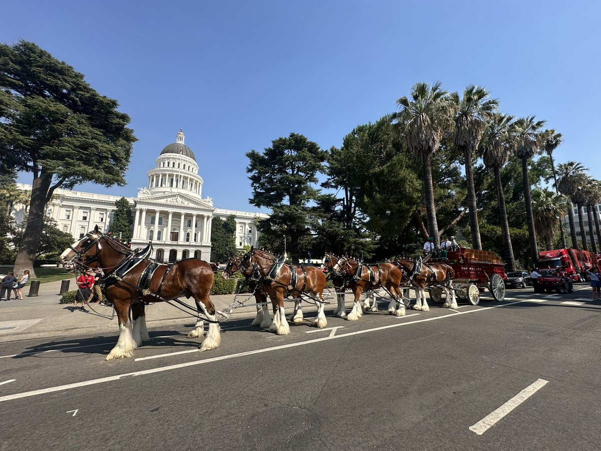 MayorMcCarty's tweet image. The iconic Budweiser Clydesdales (@BudweiserHorse) visited Sacramento today, making stops at the State Capitol and @SutterHealth Park!
Can you "spot" their mascot?