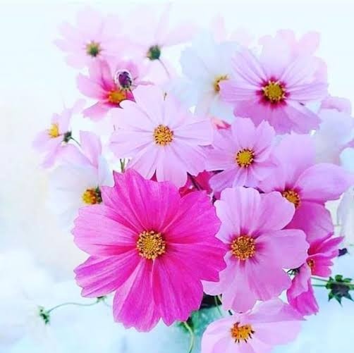 नियति लिखती है हमारी पहली कविता

 और जीवन भर हम उसी का
 संशोधन किए जाते हैं।