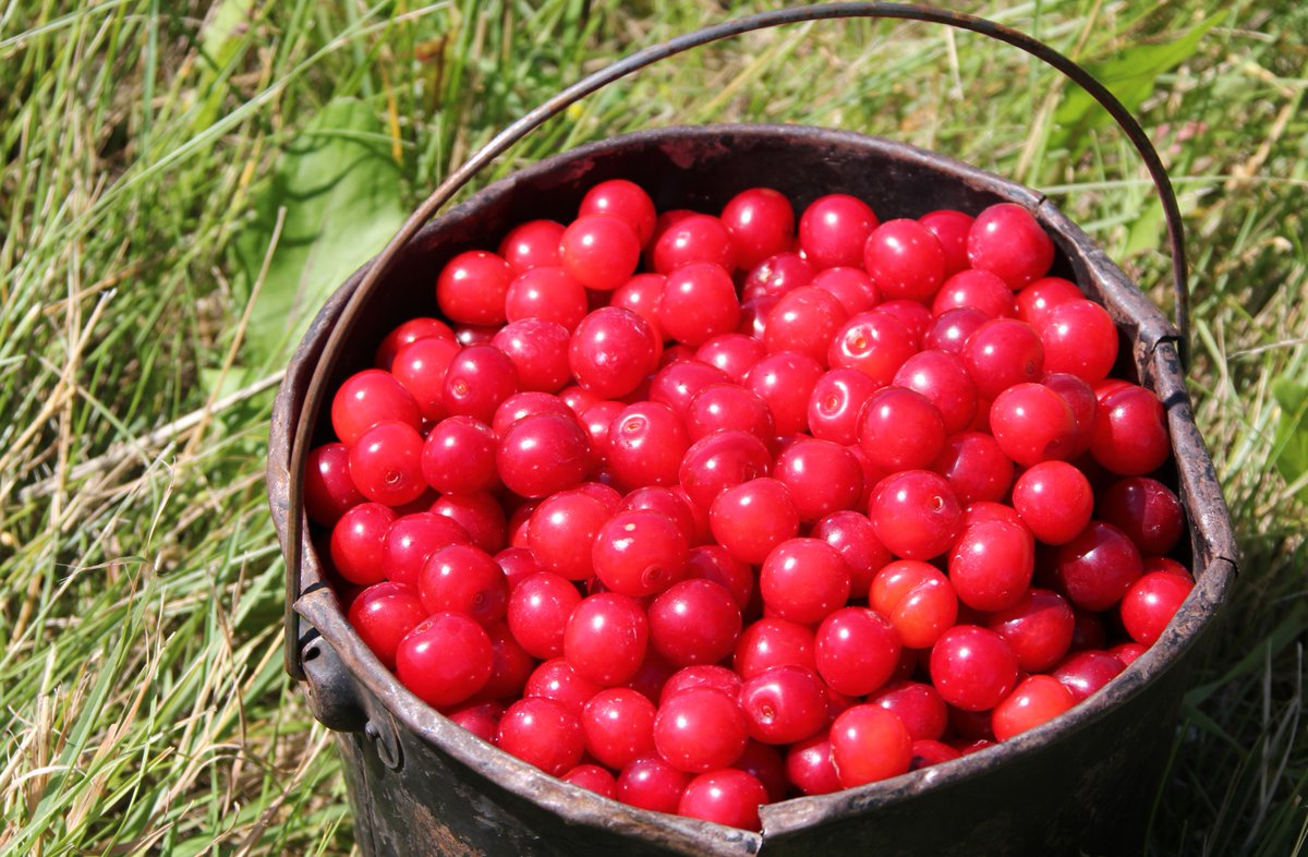 mydoorcounty's tweet image. Tis' the season 🍒
Door County orchards are ready for pick-your-own cherries.
Find more information at bit.ly/4cPXmXM